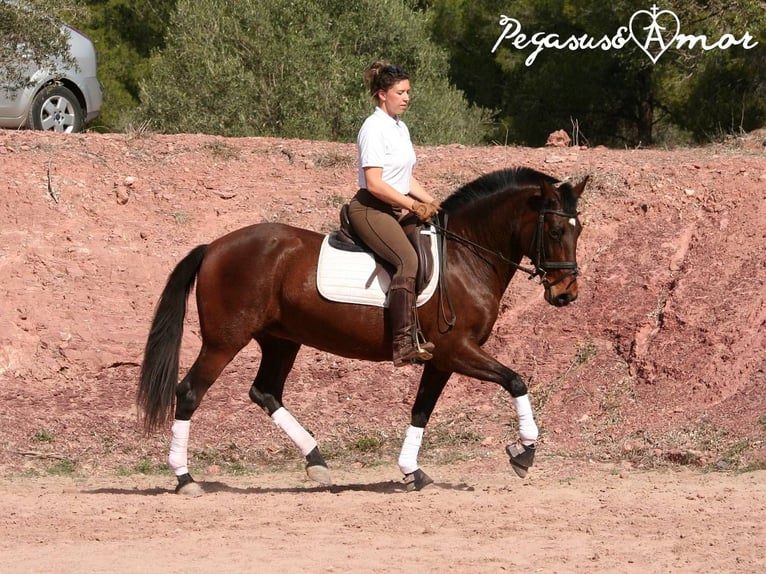 Koń andaluzyjski Klacz 12 lat 162 cm Gniada in Valencia