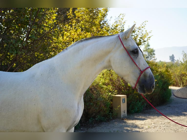 Koń andaluzyjski Klacz 12 lat 163 cm Biała in Corona, CA