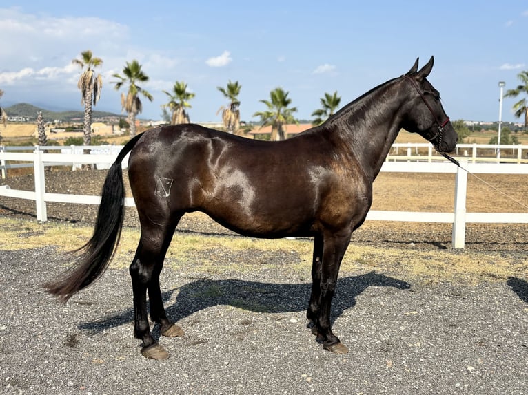 Koń andaluzyjski Klacz 12 lat 163 cm Kara in Sentmenat