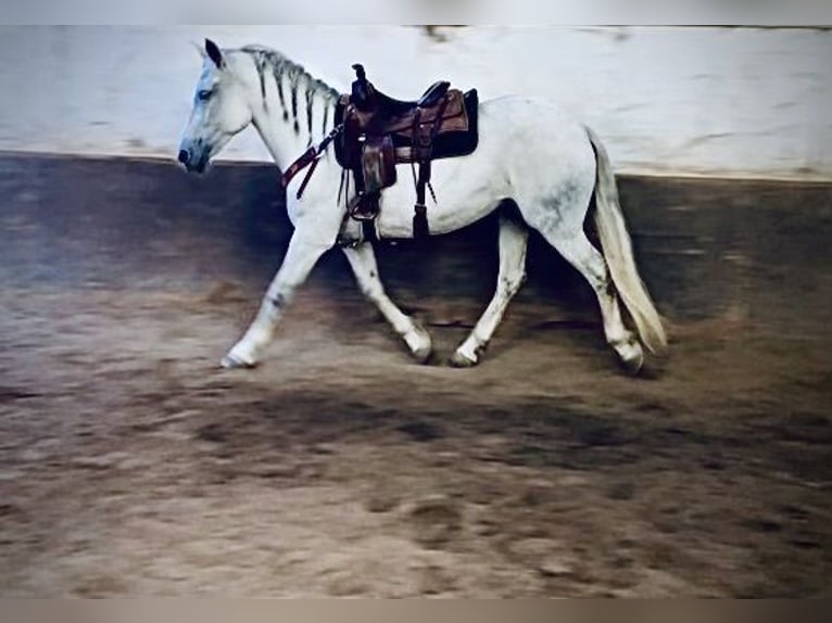 Koń andaluzyjski Mix Klacz 12 lat 163 cm Siwa in Fulton
