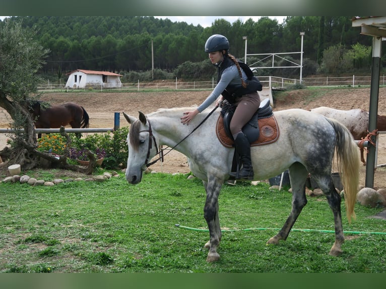 Koń andaluzyjski Klacz 12 lat 164 cm Siwa jabłkowita in Lardero