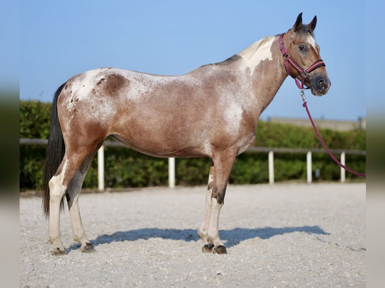 Koń andaluzyjski Klacz 13 lat 148 cm Bułana in Neustadt (Wied)