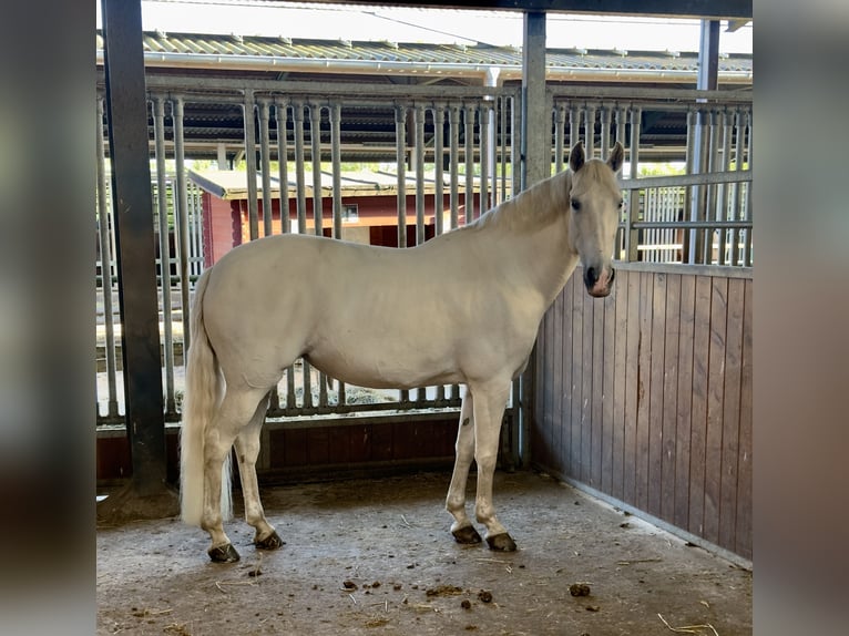 Koń andaluzyjski Mix Klacz 13 lat 153 cm Siwa in Tarbek