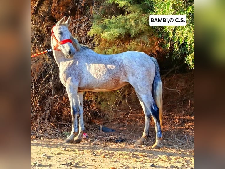 Koń andaluzyjski Klacz 13 lat 153 cm Siwa w hreczce in Vejer de la Frontera