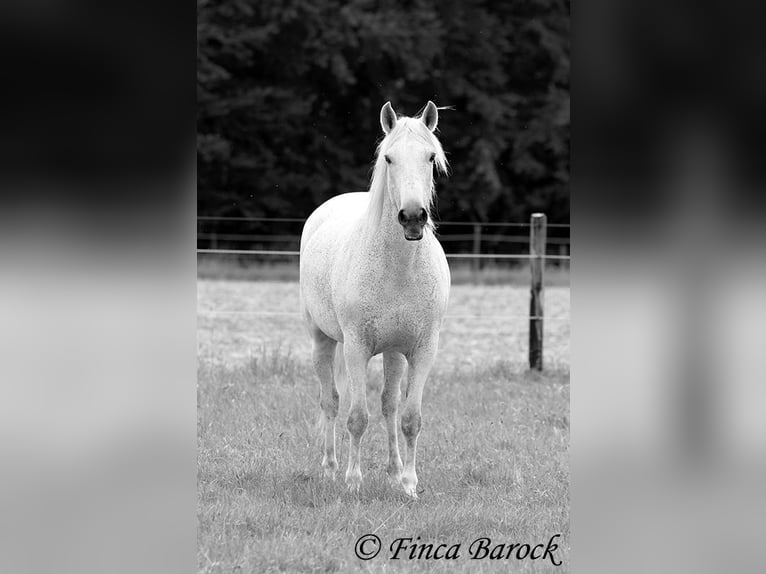 Koń andaluzyjski Klacz 13 lat 162 cm Siwa in Wiebelsheim