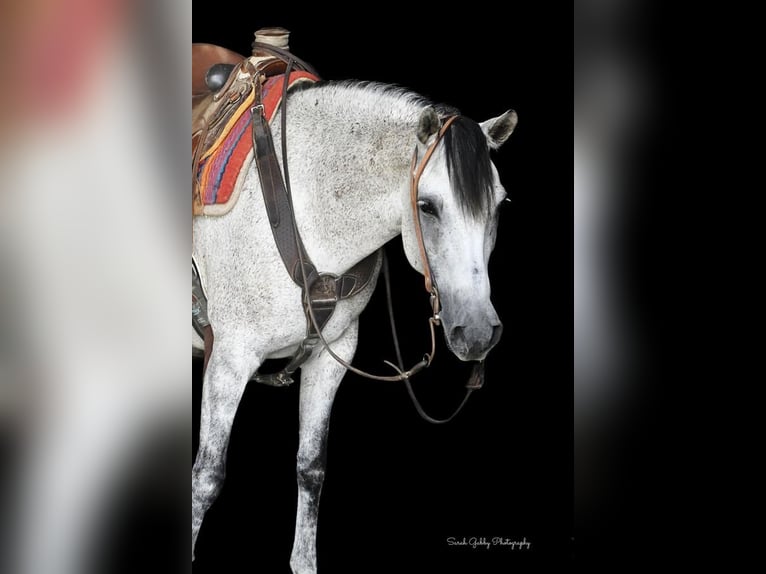Koń andaluzyjski Mix Klacz 14 lat 152 cm Siwa in Bellevue, IA