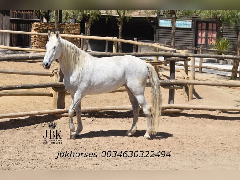 Koń andaluzyjski Mix Klacz 14 lat 160 cm Siwa in Tabernas Almeria