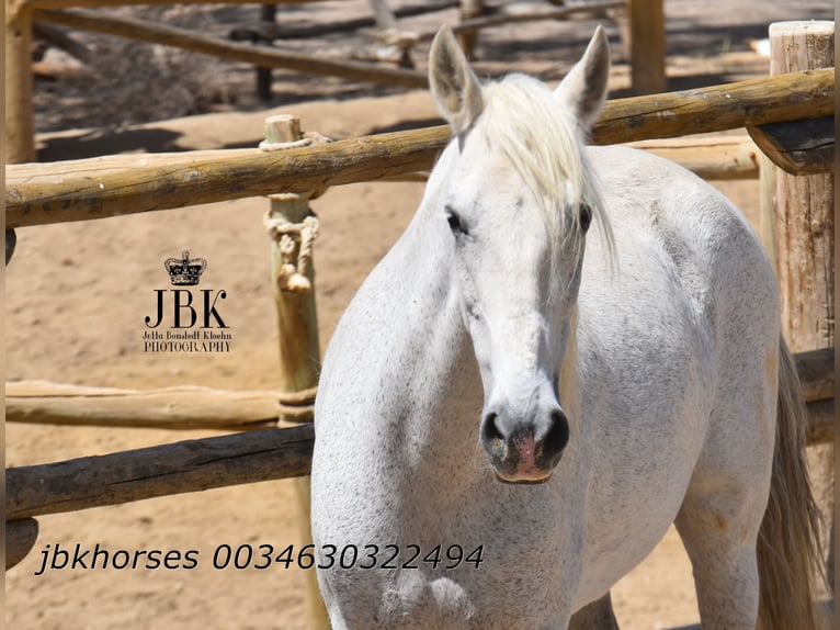 Koń andaluzyjski Mix Klacz 14 lat 160 cm Siwa in Tabernas Almeria