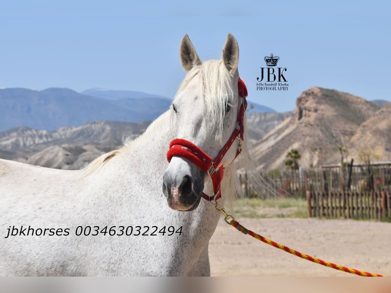 Koń andaluzyjski Mix Klacz 14 lat 160 cm Siwa in Tabernas Almeria