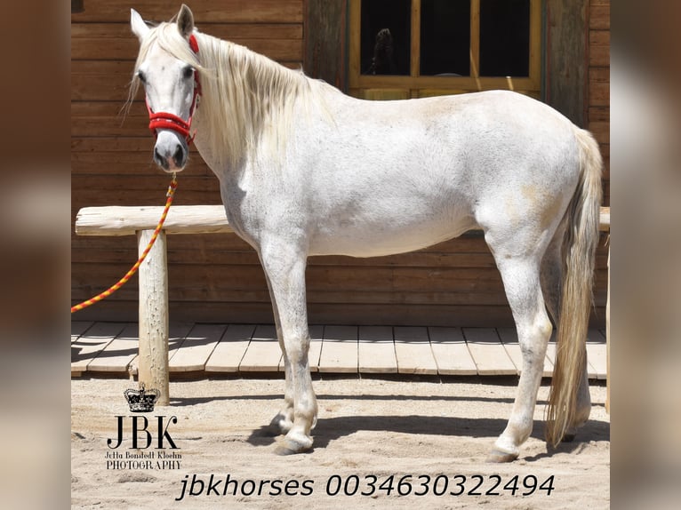 Koń andaluzyjski Mix Klacz 14 lat 160 cm Siwa in Tabernas Almeria