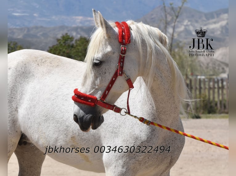 Koń andaluzyjski Mix Klacz 14 lat 160 cm Siwa in Tabernas Almeria