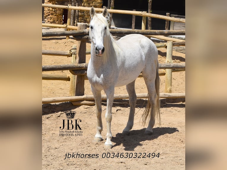 Koń andaluzyjski Mix Klacz 14 lat 160 cm Siwa in Tabernas Almeria