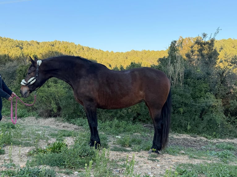 Koń andaluzyjski Klacz 14 lat 162 cm Ciemnogniada in Terrassa