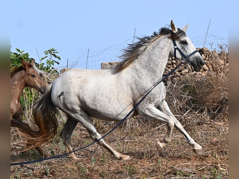 Koń andaluzyjski Klacz 14 lat 164 cm Siwa in Menorca