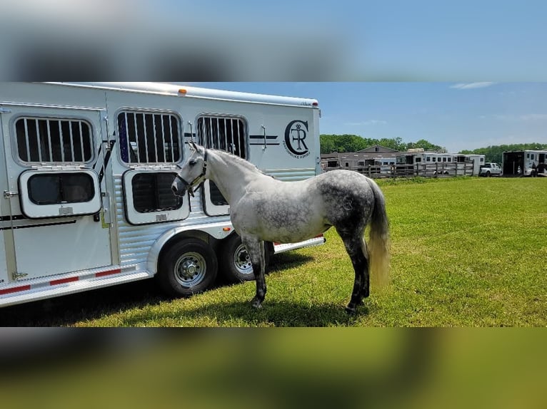 Koń andaluzyjski Klacz 14 lat Siwa in Monroe Township NJ