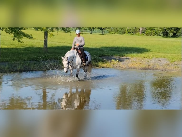 Koń andaluzyjski Klacz 14 lat Siwa in Monroe Township NJ