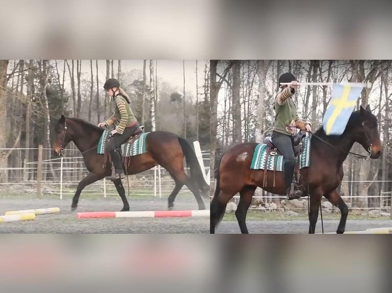 Koń andaluzyjski Klacz 15 lat 154 cm Gniada in Hassleholm