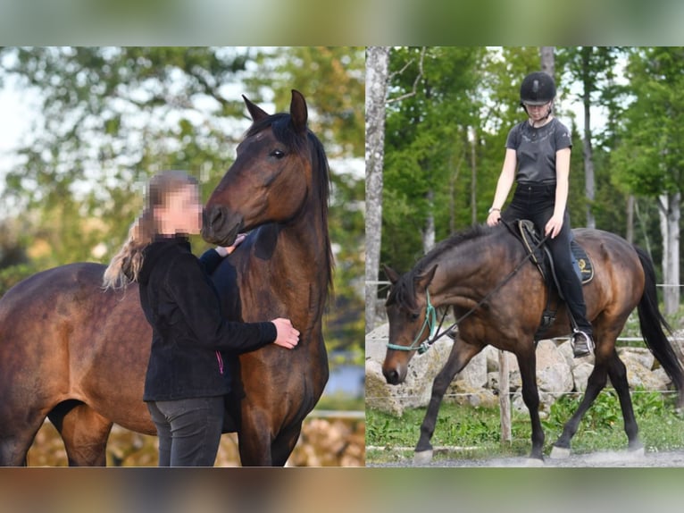 Koń andaluzyjski Klacz 15 lat 154 cm Gniada in Hassleholm