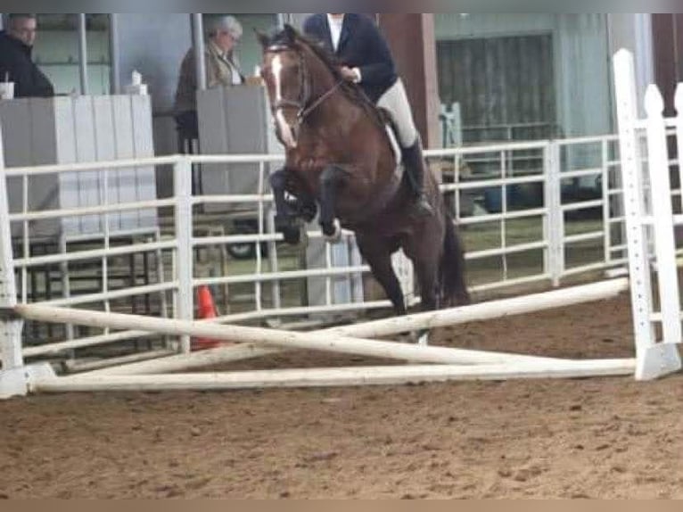 Koń andaluzyjski Klacz 15 lat 155 cm Gniada in Newport