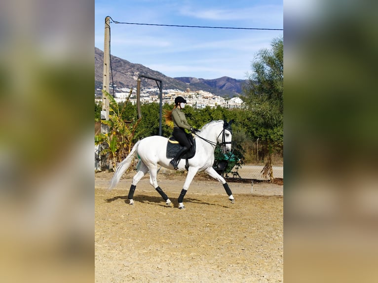 Koń andaluzyjski Mix Klacz 16 lat 169 cm Siwa in Málaga