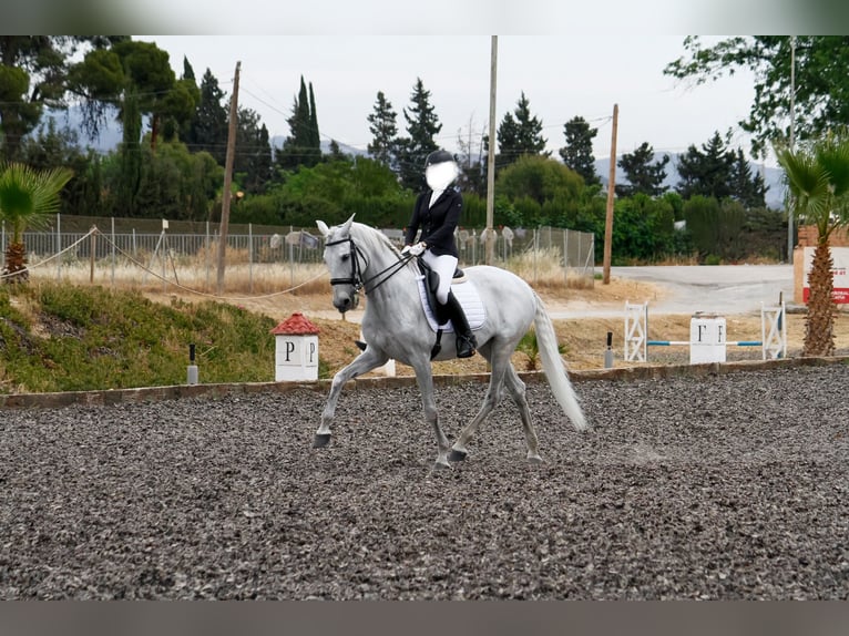 Koń andaluzyjski Mix Klacz 16 lat 169 cm Siwa in Málaga