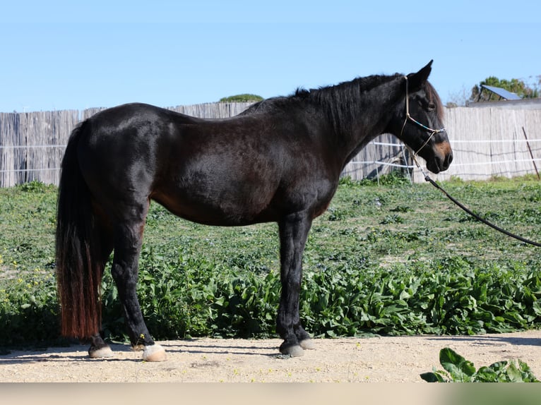 Koń andaluzyjski Klacz 17 lat 157 cm Skarogniada in Barbate (San Ambrosio)