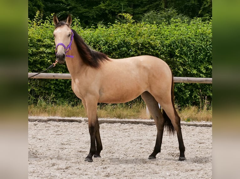 Koń andaluzyjski Klacz 1 Rok 133 cm Bułana in Neustadt (Wied)