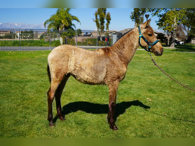 Koń andaluzyjski Klacz 1 Rok 142 cm Jelenia in Corona, CA