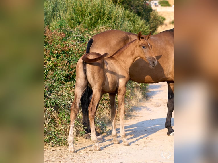 Koń andaluzyjski Klacz 1 Rok 145 cm Kasztanowata in Navalperal de Pinares (Ávila)