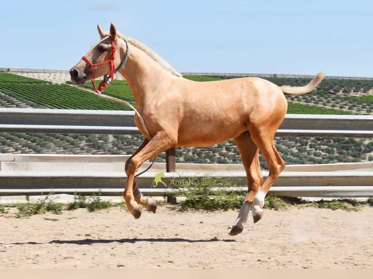 Koń andaluzyjski Klacz 1 Rok 147 cm Izabelowata in Provinz Cordoba