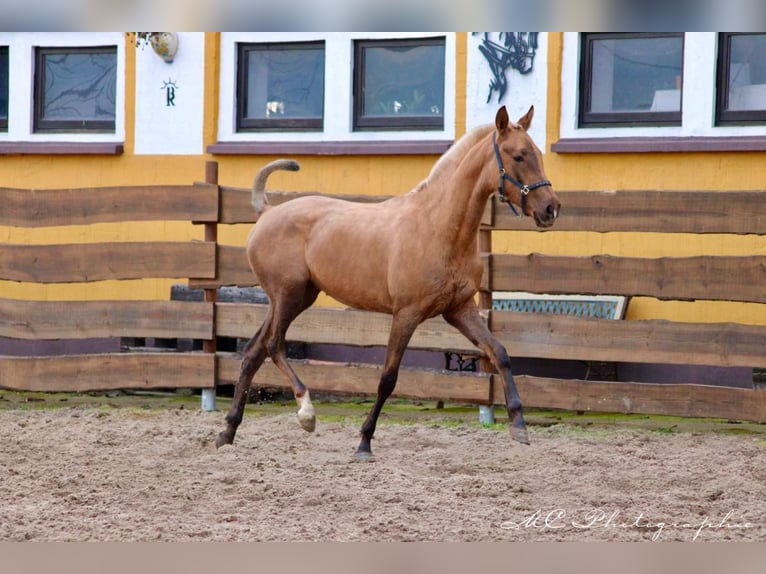 Koń andaluzyjski Klacz 1 Rok 150 cm Izabelowata in Brandis
