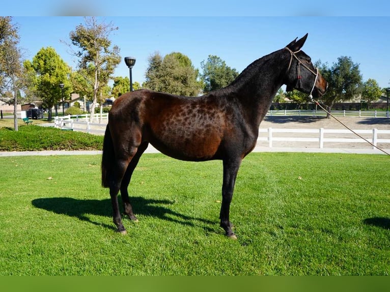 Koń andaluzyjski Klacz 1 Rok 152 cm Kara in Corona, CA