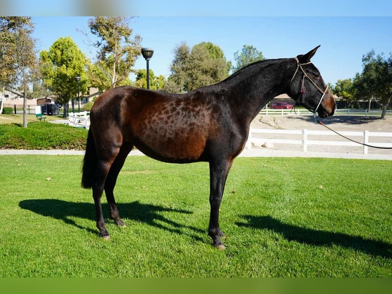 Koń andaluzyjski Klacz 1 Rok 152 cm Kara in Corona, CA