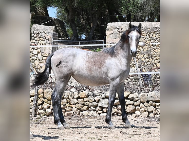 Koń andaluzyjski Klacz 1 Rok 155 cm Siwa in Mallorca