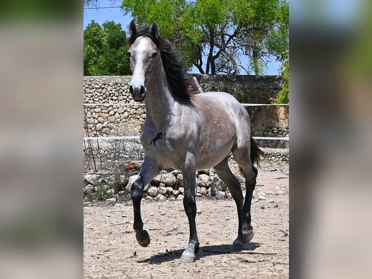 Koń andaluzyjski Klacz 1 Rok 155 cm Siwa in Mallorca