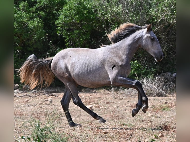 Koń andaluzyjski Klacz 1 Rok 155 cm Siwa in Menorca