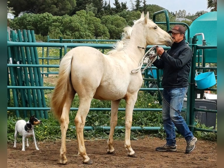 Koń andaluzyjski Klacz 1 Rok 156 cm Izabelowata in Chiclana de la Frontera