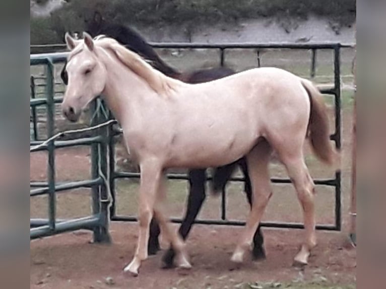 Koń andaluzyjski Klacz 1 Rok 156 cm Izabelowata in Chiclana de la Frontera
