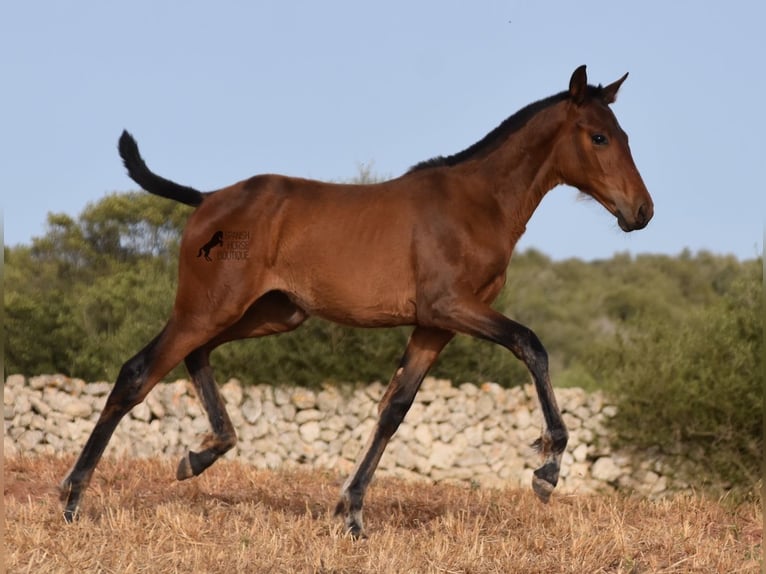 Koń andaluzyjski Klacz 1 Rok 158 cm in Menorca