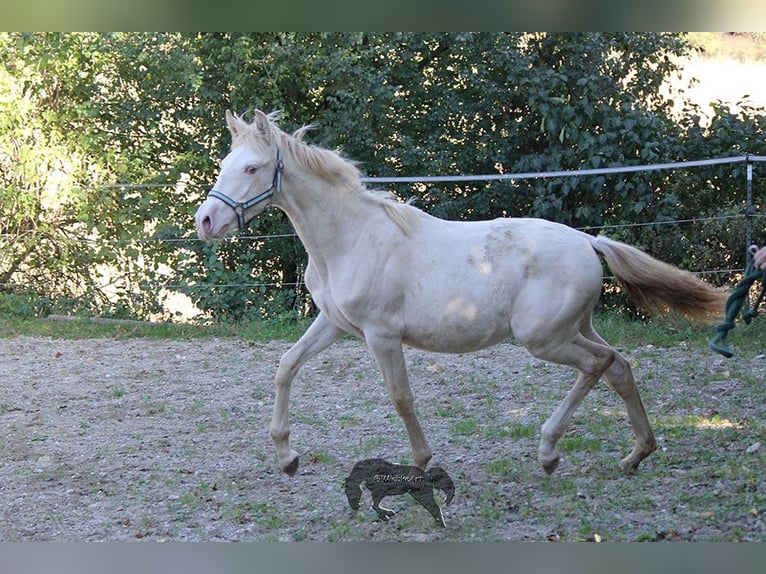 Koń andaluzyjski Klacz 1 Rok 160 cm Cremello in Gottfrieding