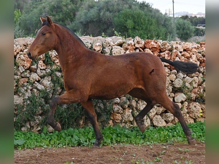 Koń andaluzyjski Klacz 1 Rok 160 cm Gniada in Menorca