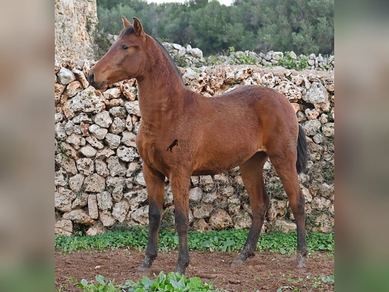 Koń andaluzyjski Klacz 1 Rok 160 cm Gniada in Menorca
