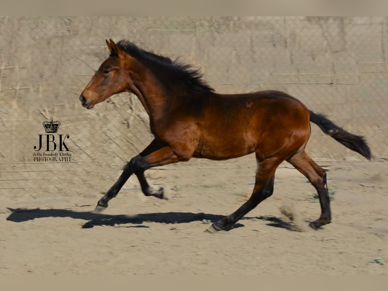 Koń andaluzyjski Klacz 1 Rok 160 cm Może być siwy in Tabernas Almeria