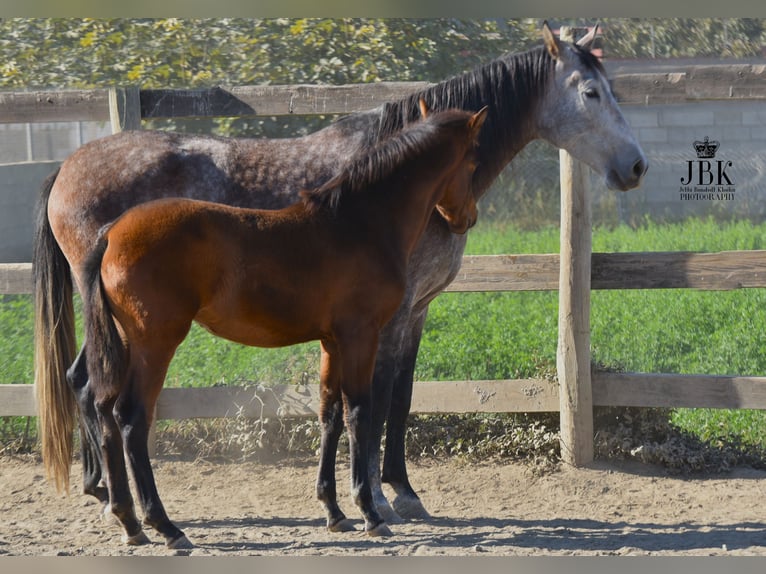 Koń andaluzyjski Klacz 1 Rok 160 cm Może być siwy in Tabernas Almeria