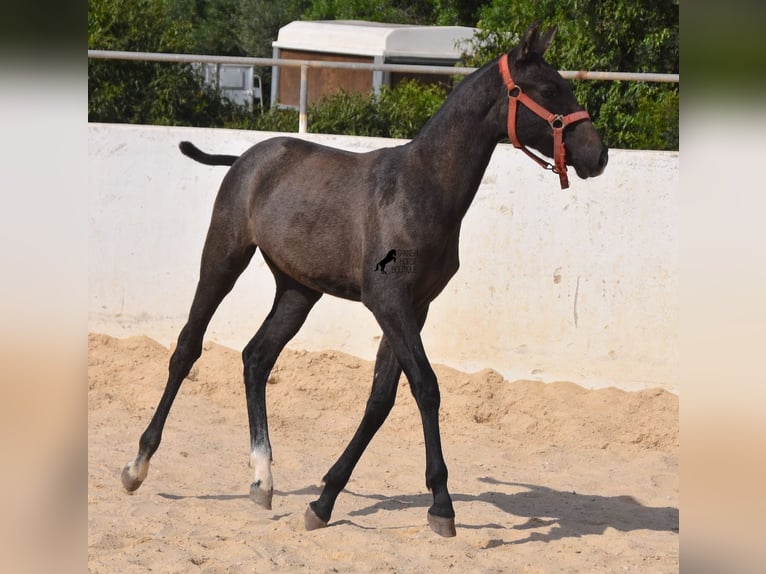 Koń andaluzyjski Klacz 1 Rok 160 cm Siwa in Menorca