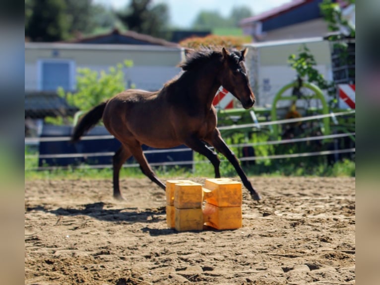 Koń andaluzyjski Klacz 1 Rok 162 cm Gniada in Rerik