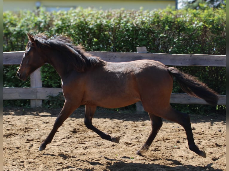 Koń andaluzyjski Klacz 1 Rok 162 cm Gniada in Rerik