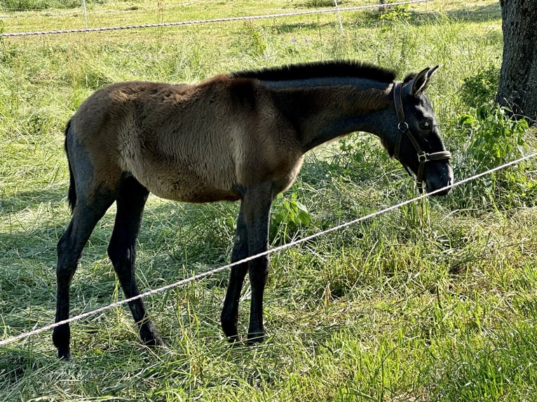 Koń andaluzyjski Klacz 1 Rok 165 cm Siwa in Filderstadt