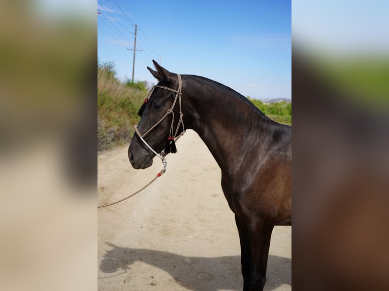 Koń andaluzyjski Klacz 2 lat 142 cm Gniada in Corona, CA