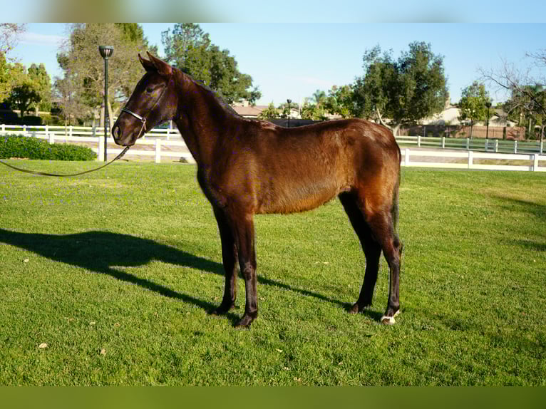 Koń andaluzyjski Klacz 2 lat 142 cm Gniada in Corona, CA
